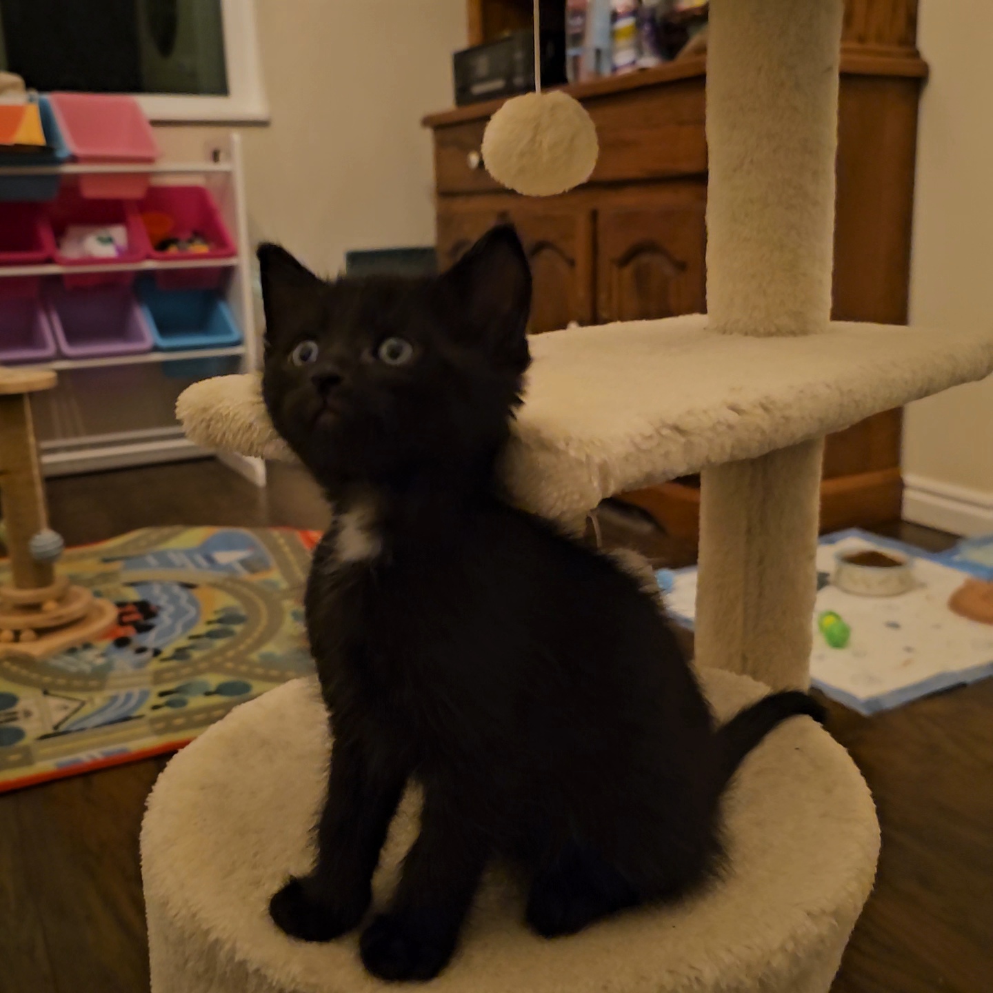 Picture of the Animal Listed