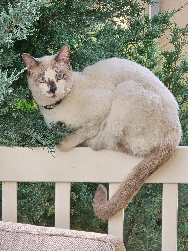 Picture of the Animal Listed