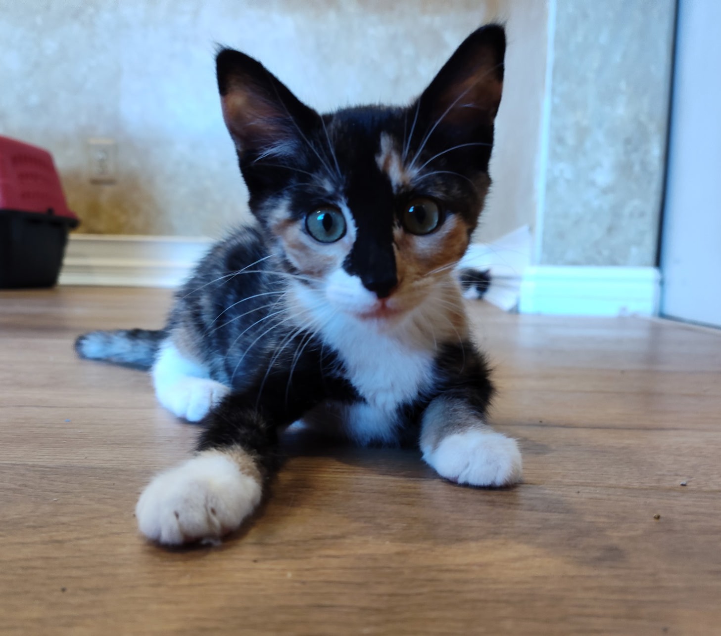 Picture of the Animal Listed