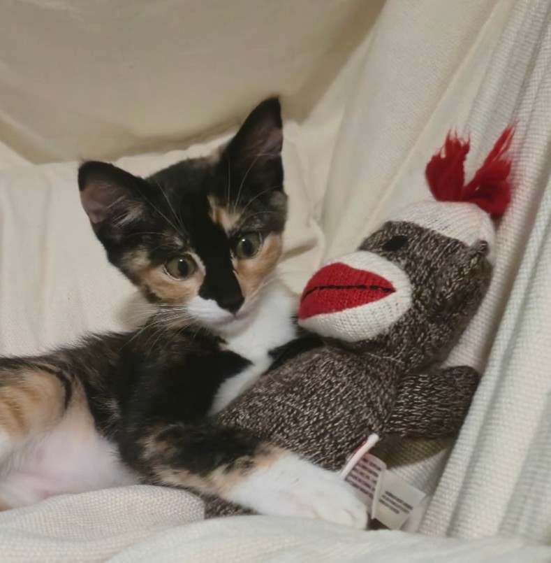 Picture of the Animal Listed