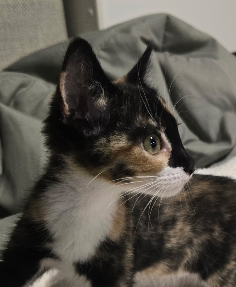 Picture of the Animal Listed