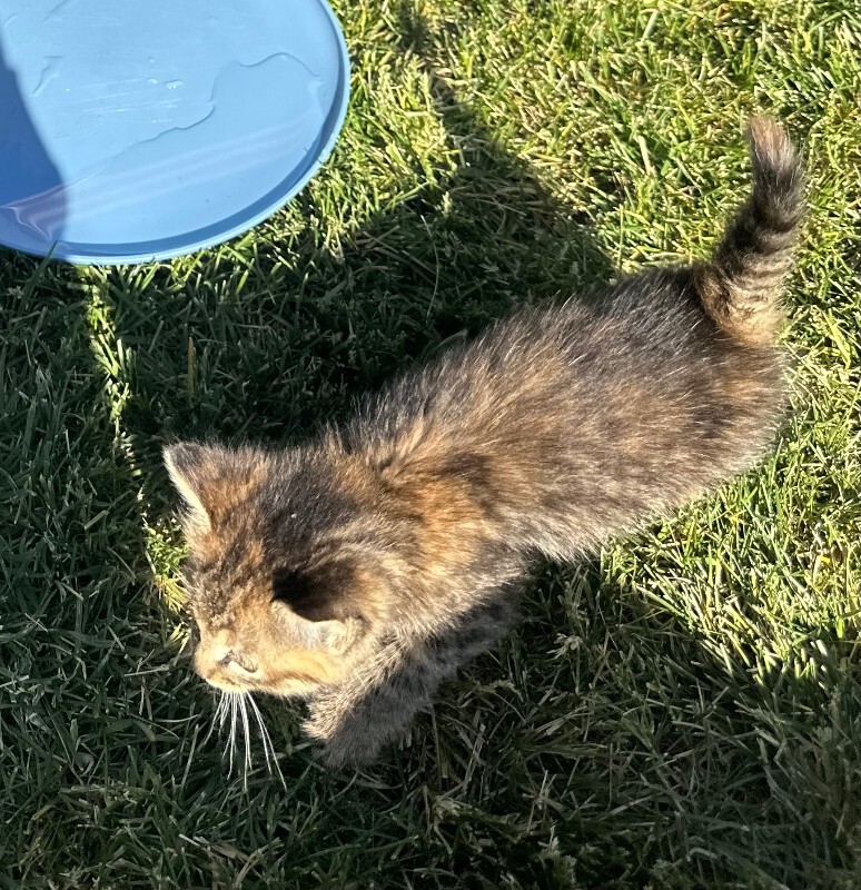 Picture of the Animal Listed