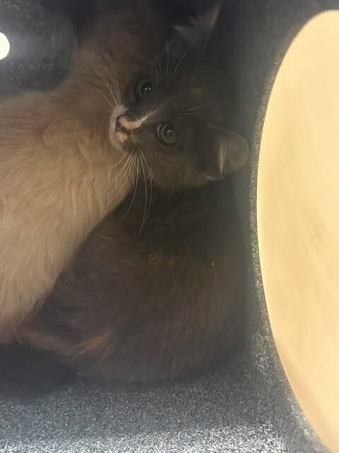 Picture of the Animal Listed