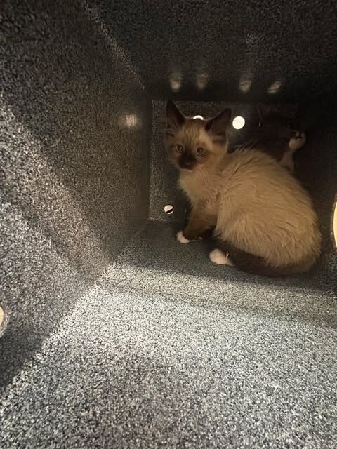 Picture of the Animal Listed