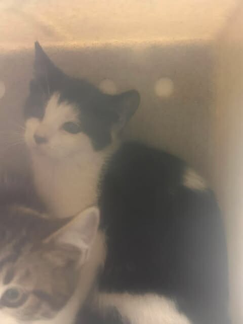 Picture of the Animal Listed