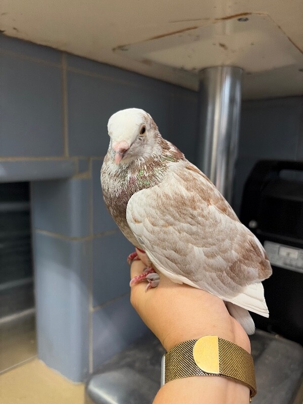 Picture of the Animal Listed