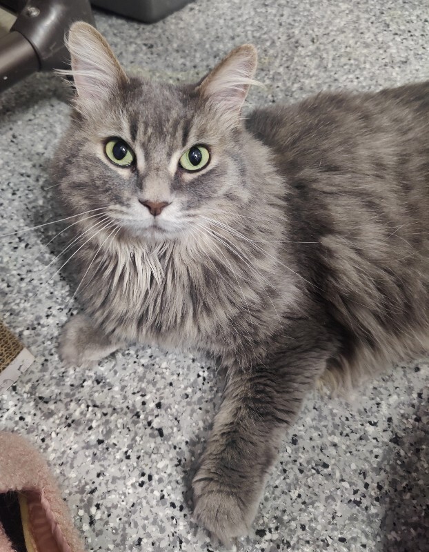 Picture of the Animal Listed