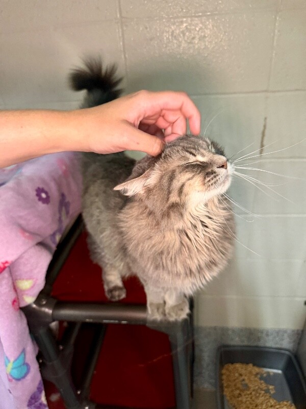 Picture of the Animal Listed
