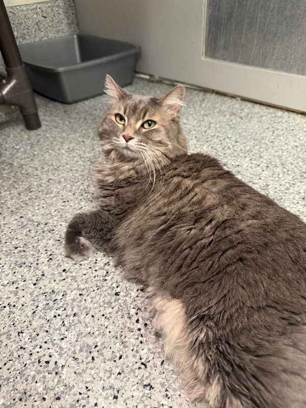 Picture of the Animal Listed