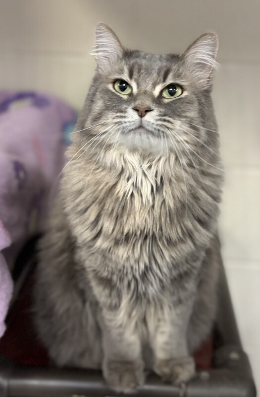 Picture of the Animal Listed