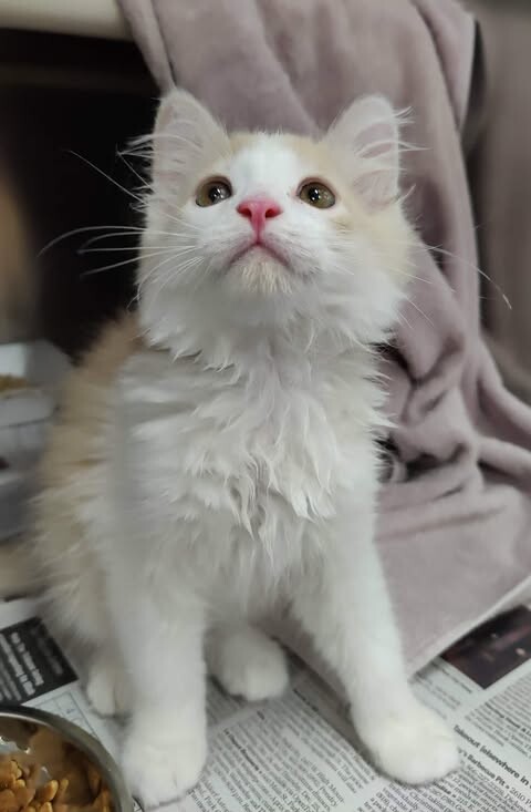 Picture of the Animal Listed