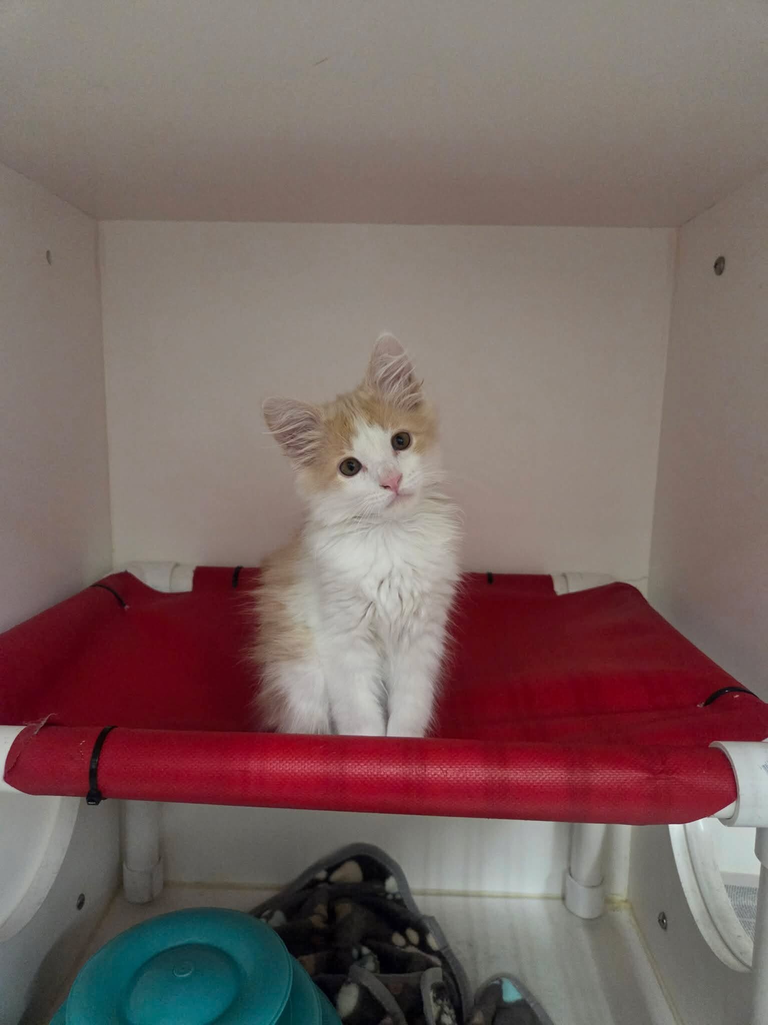 Picture of the Animal Listed