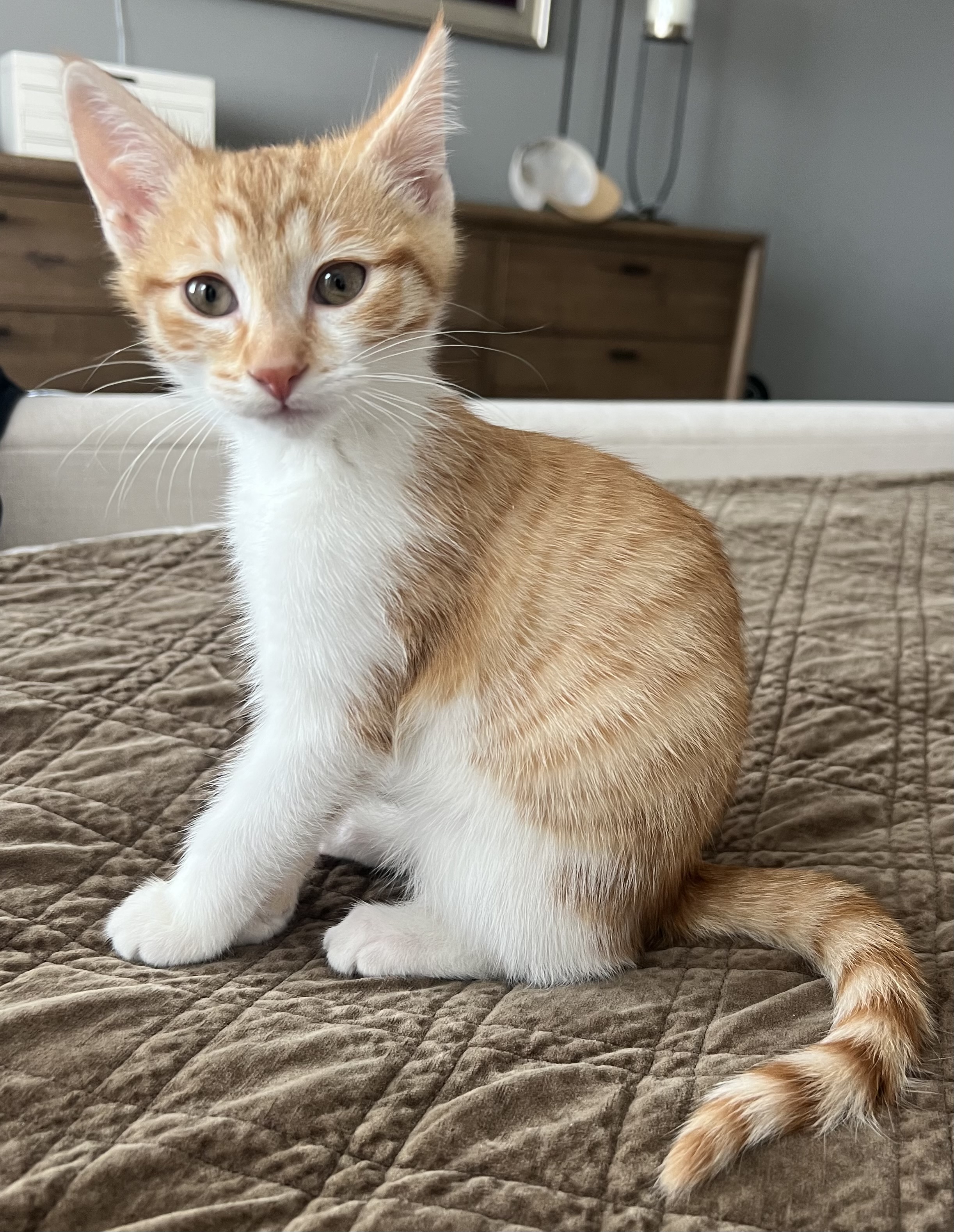 Picture of the Animal Listed