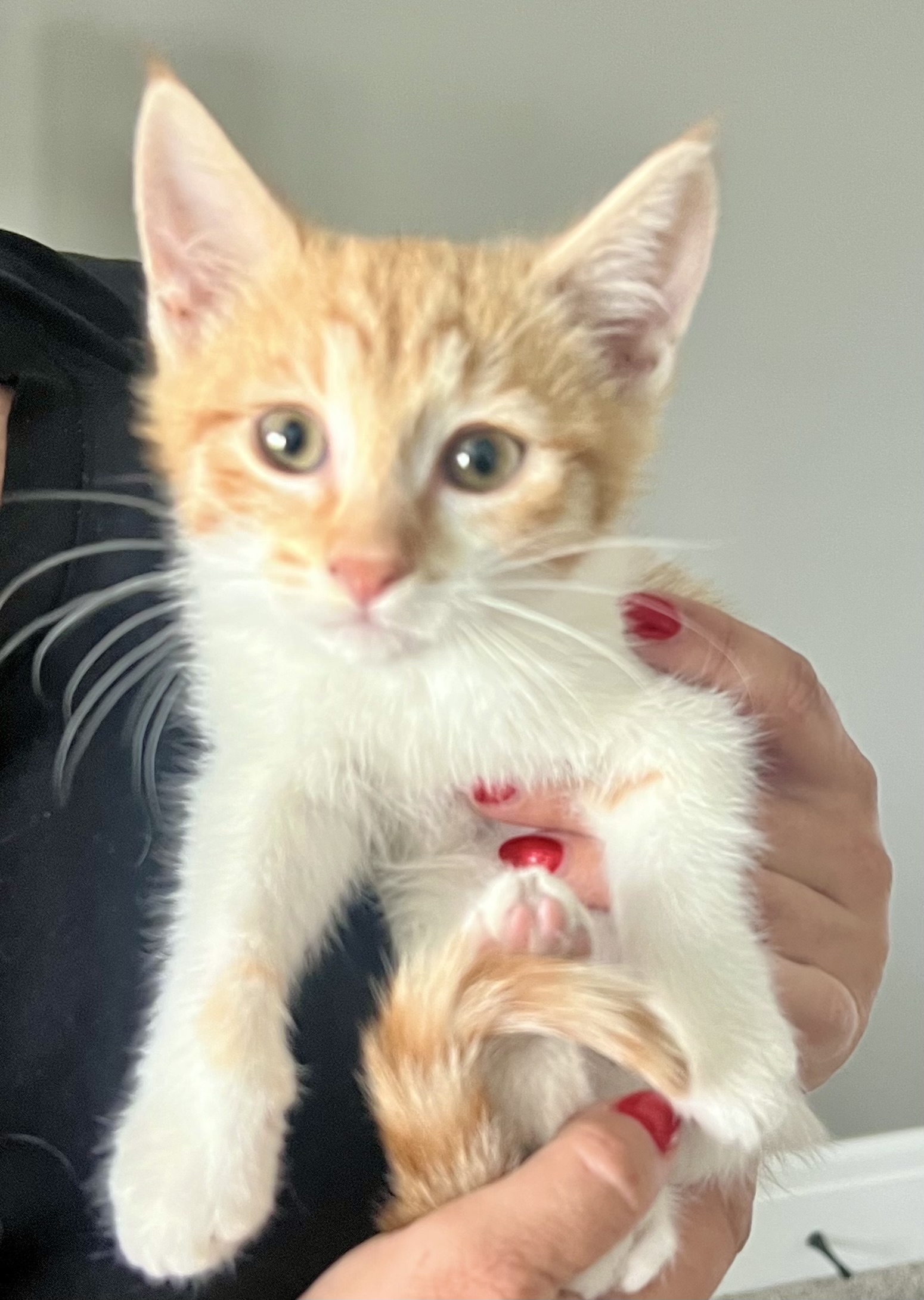 Picture of the Animal Listed