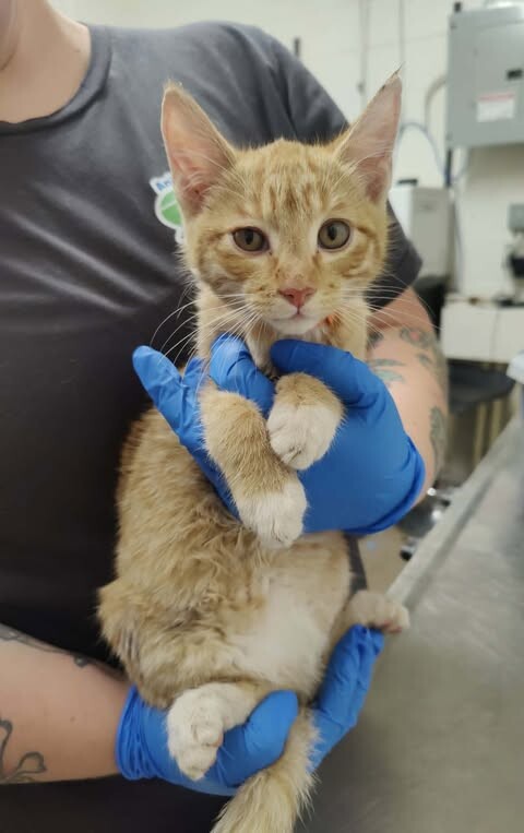 Picture of the Animal Listed