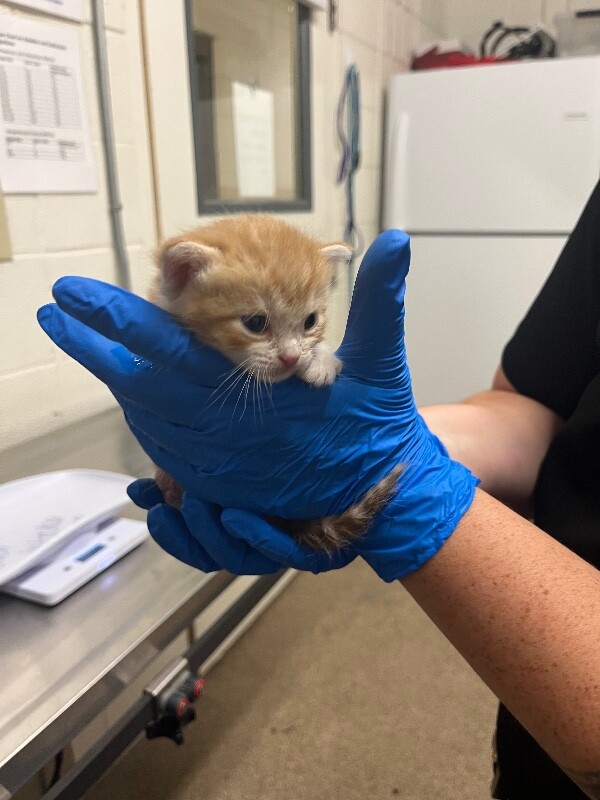 Picture of the Animal Listed