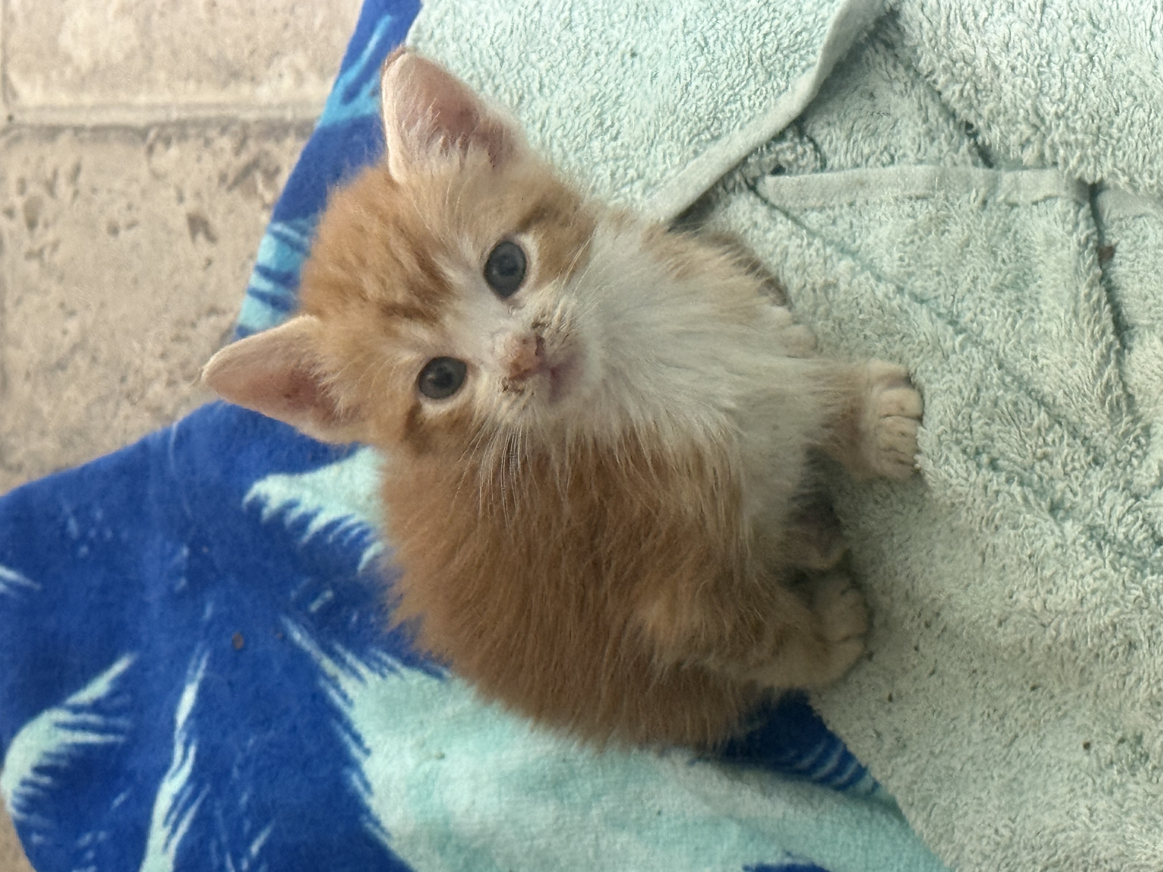 Picture of the Animal Listed