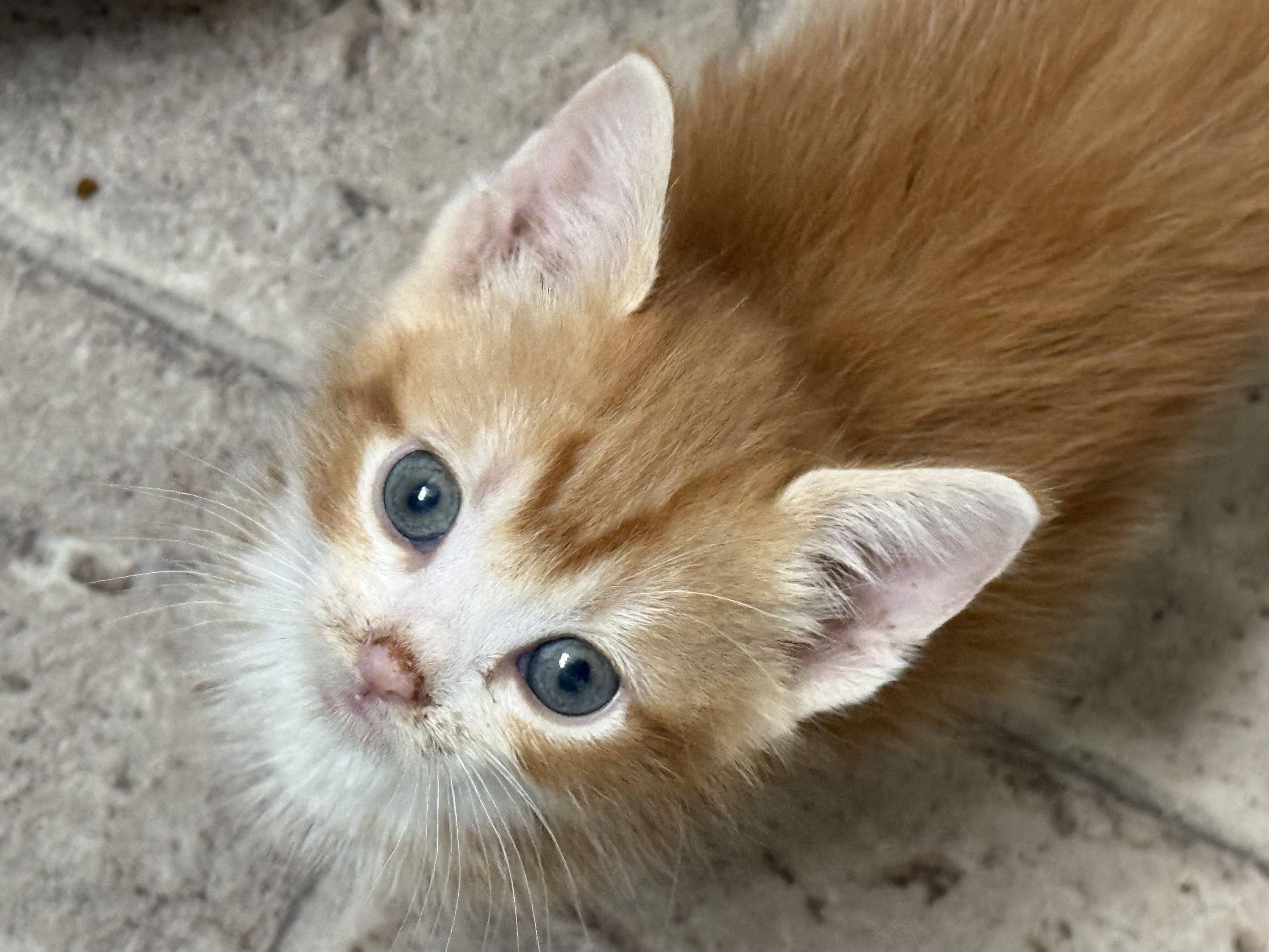 Picture of the Animal Listed