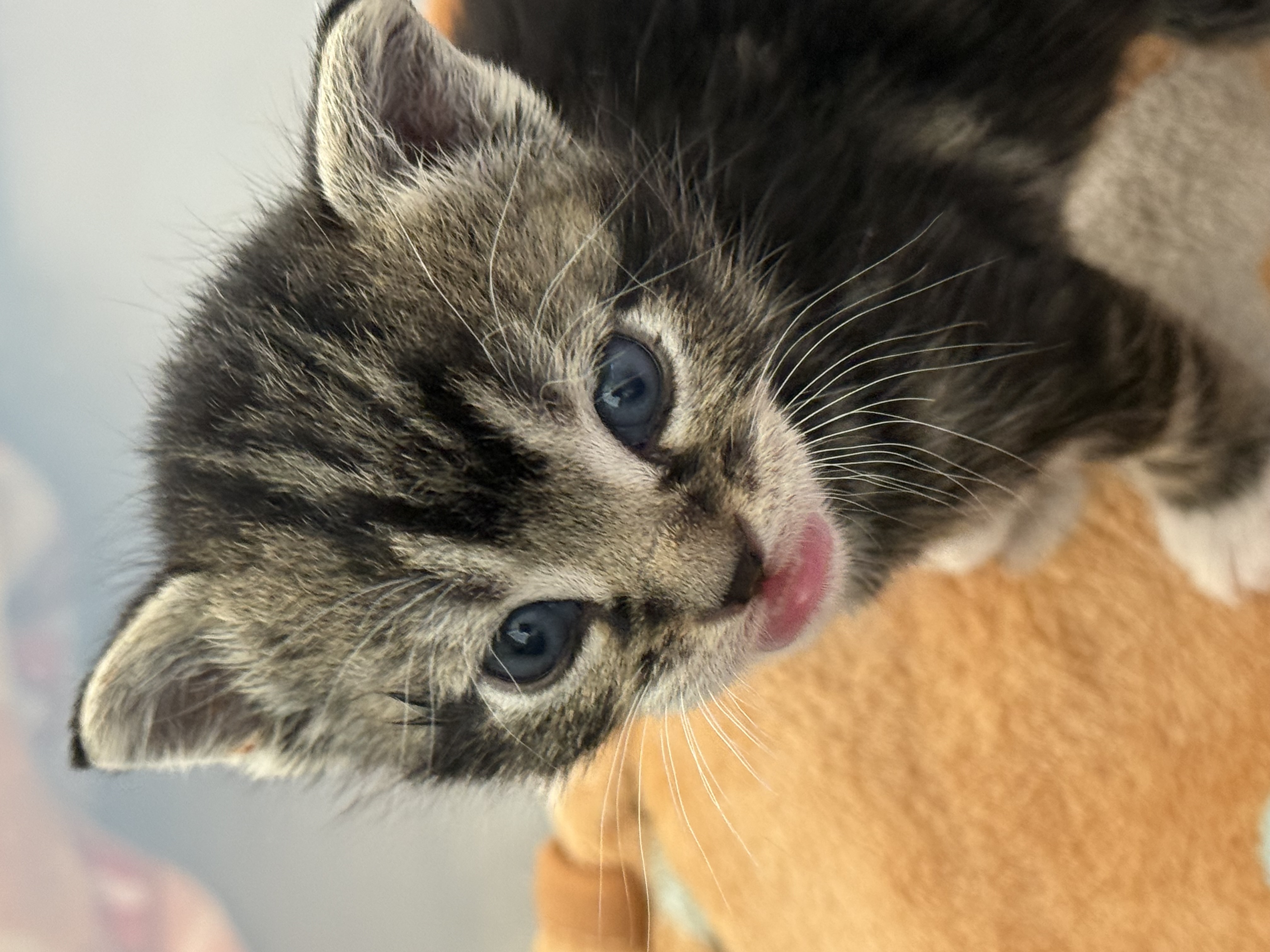 Picture of the Animal Listed