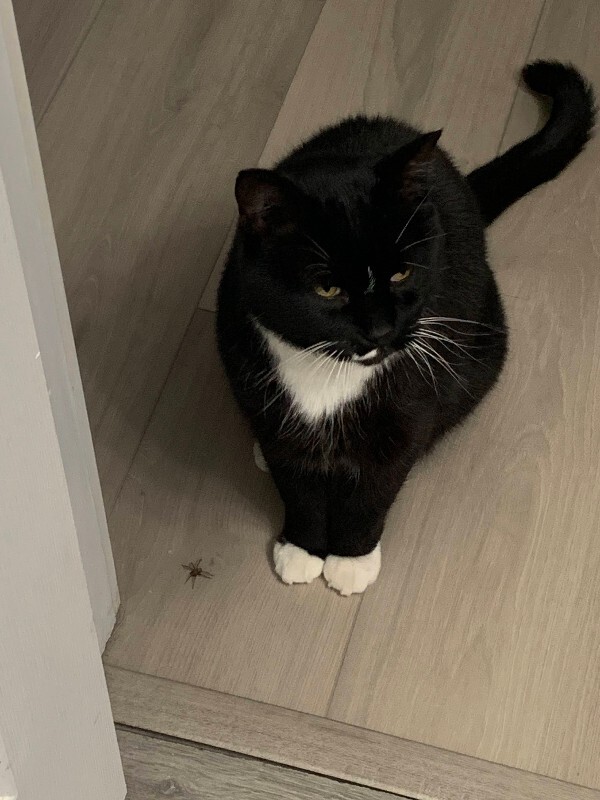 Picture of the Animal Listed