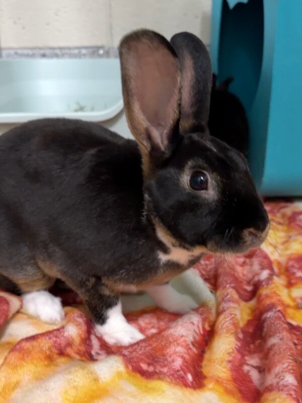 Picture of the Animal Listed