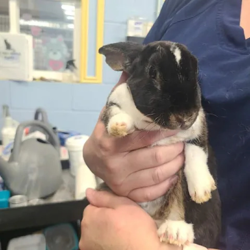 Picture of the Animal Listed