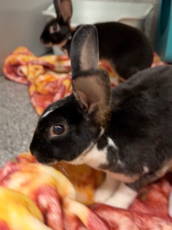 Picture of the Animal Listed