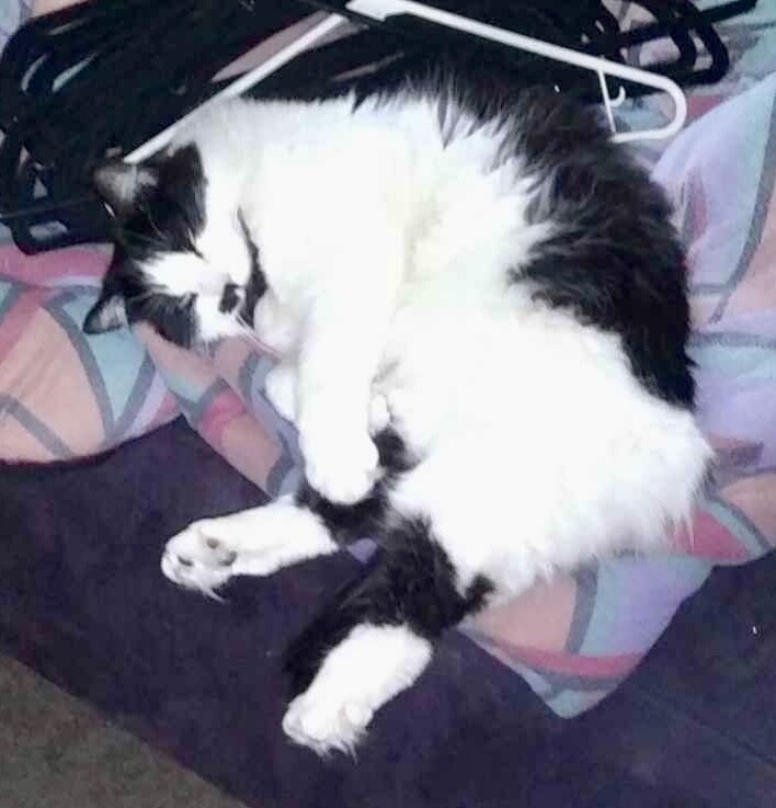 Picture of the Animal Listed