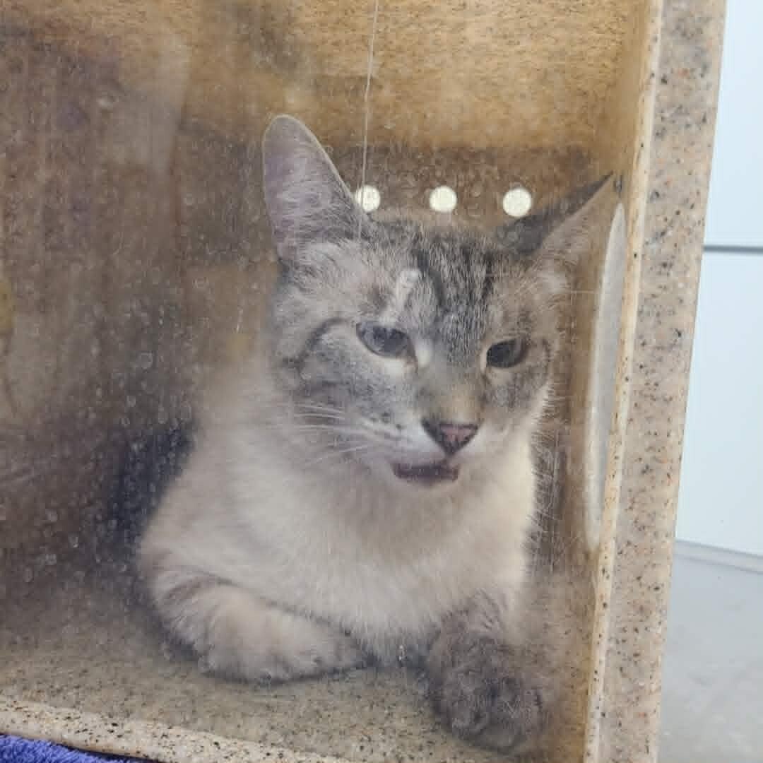 Picture of the Animal Listed
