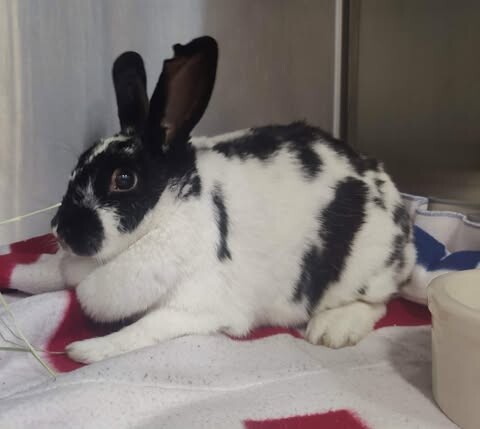 Picture of the Animal Listed
