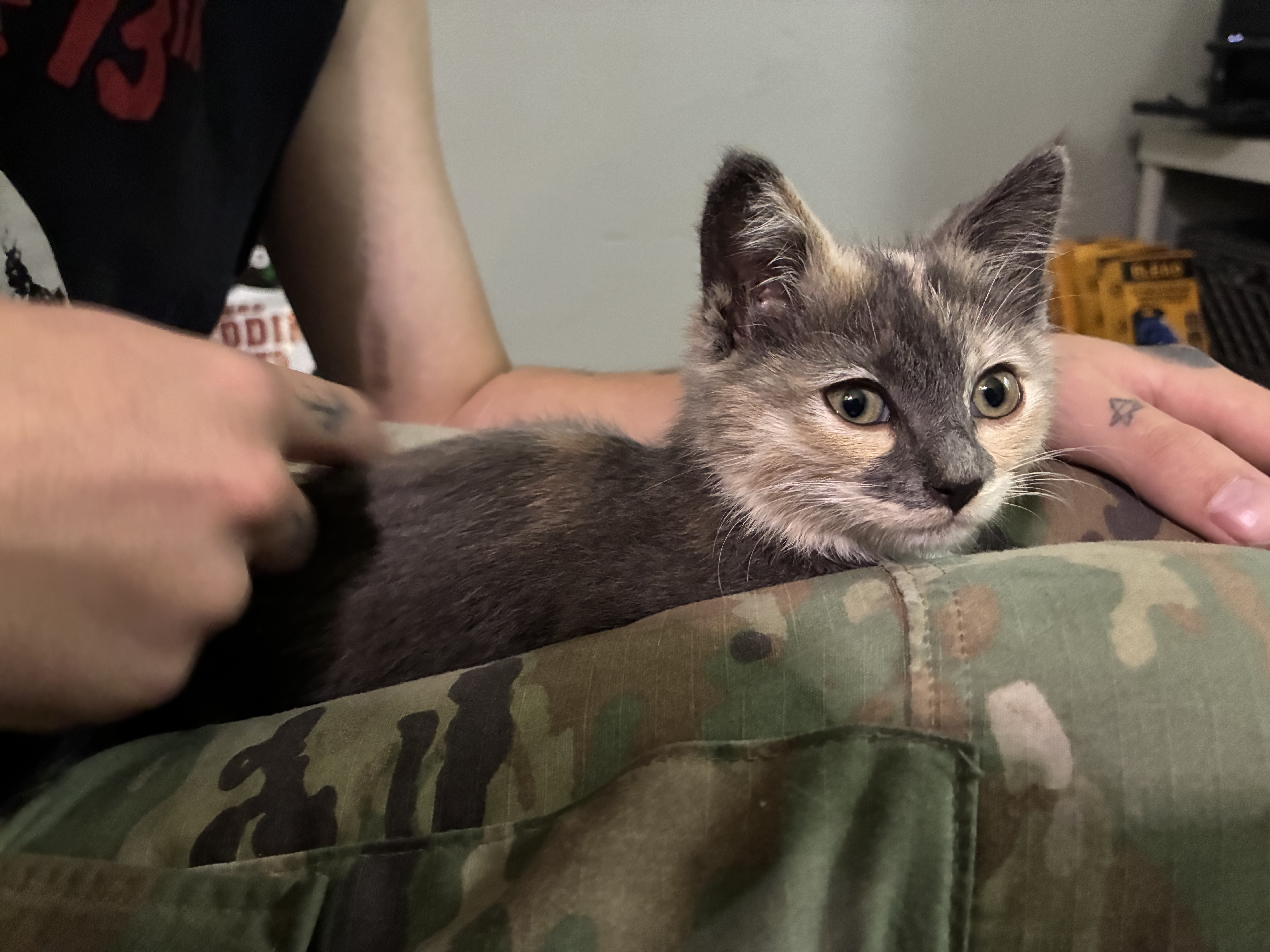 Picture of the Animal Listed