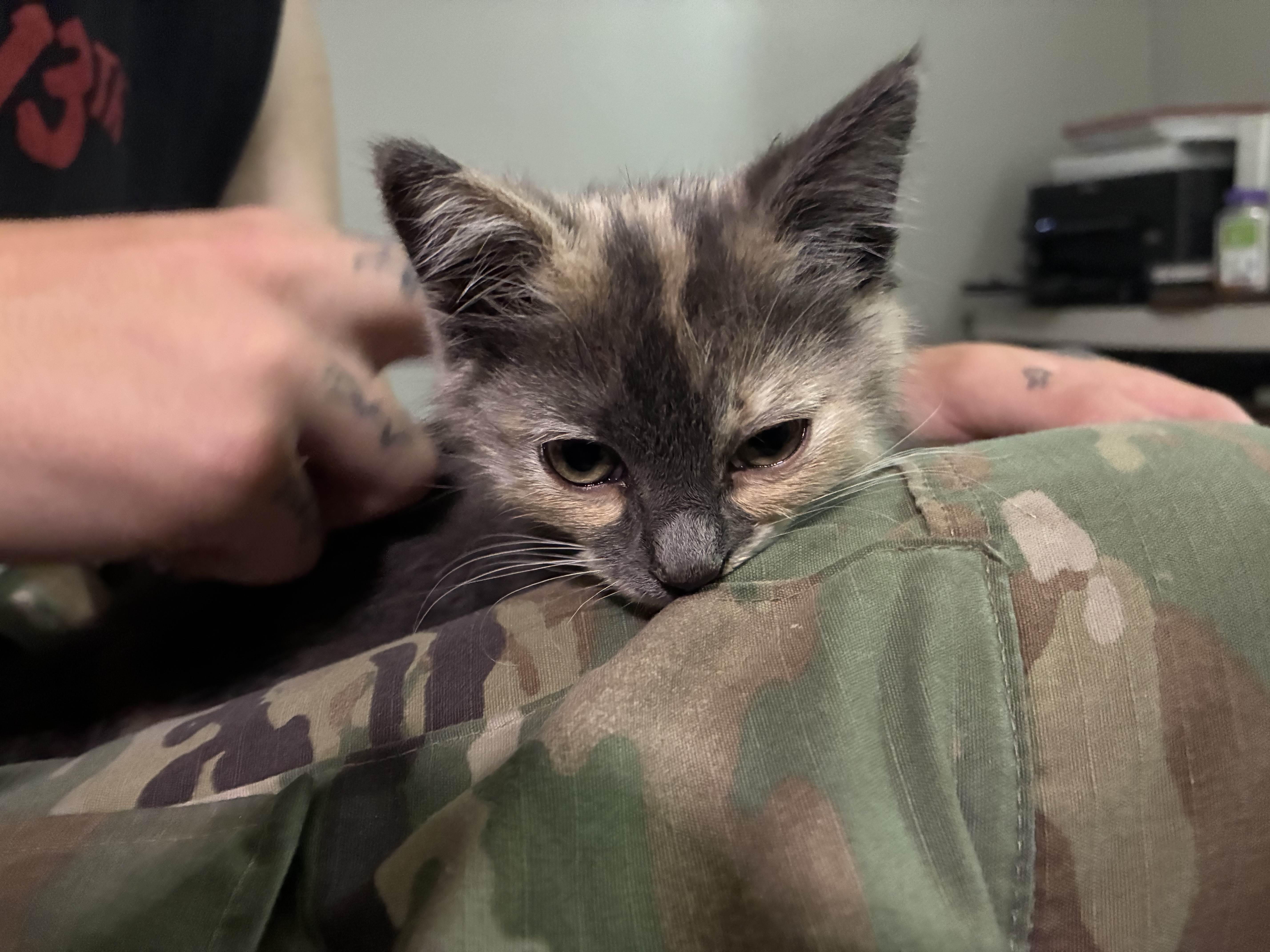 Picture of the Animal Listed