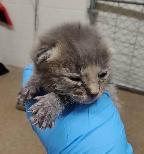 Picture of the Animal Listed