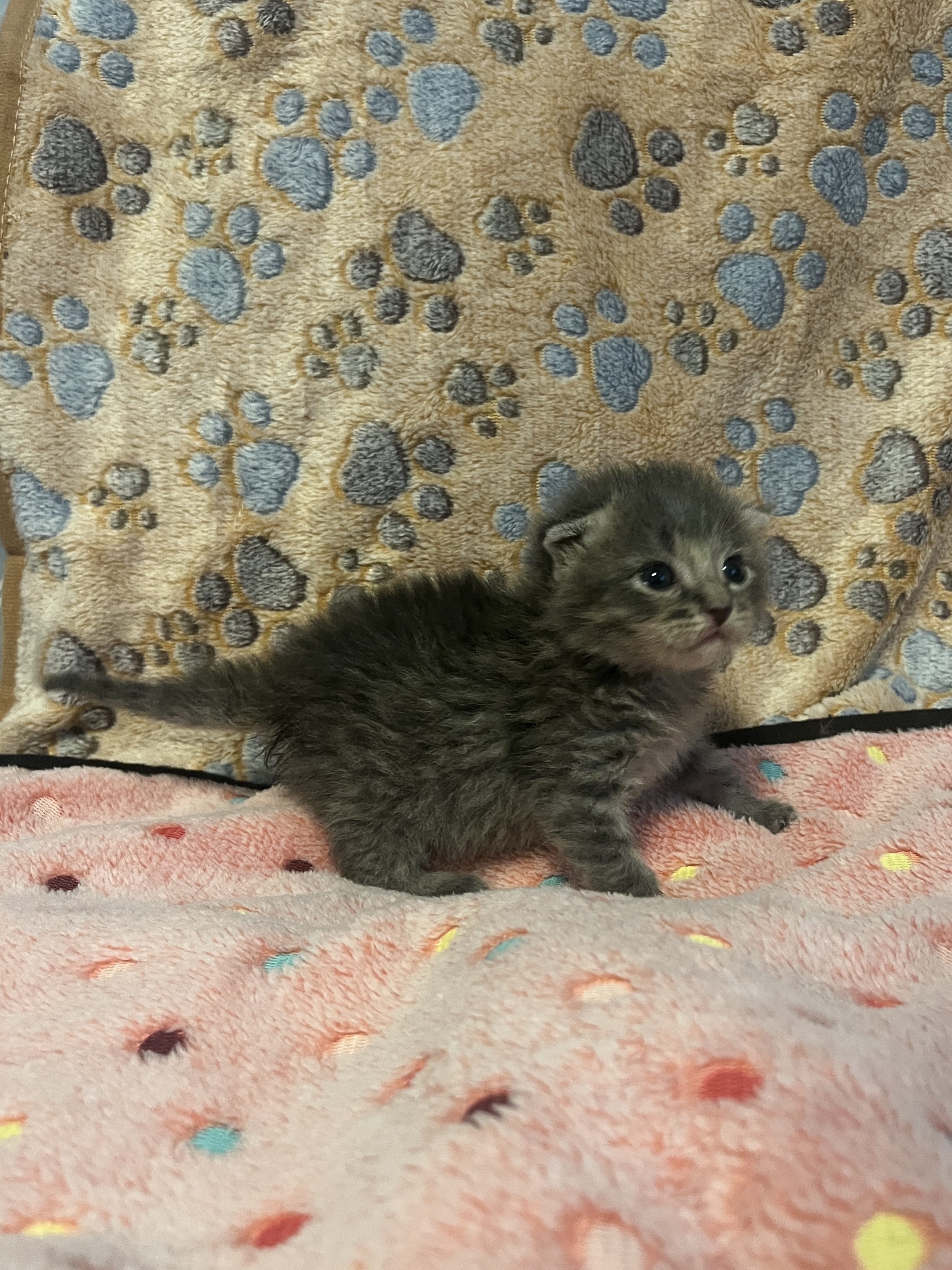 Picture of the Animal Listed