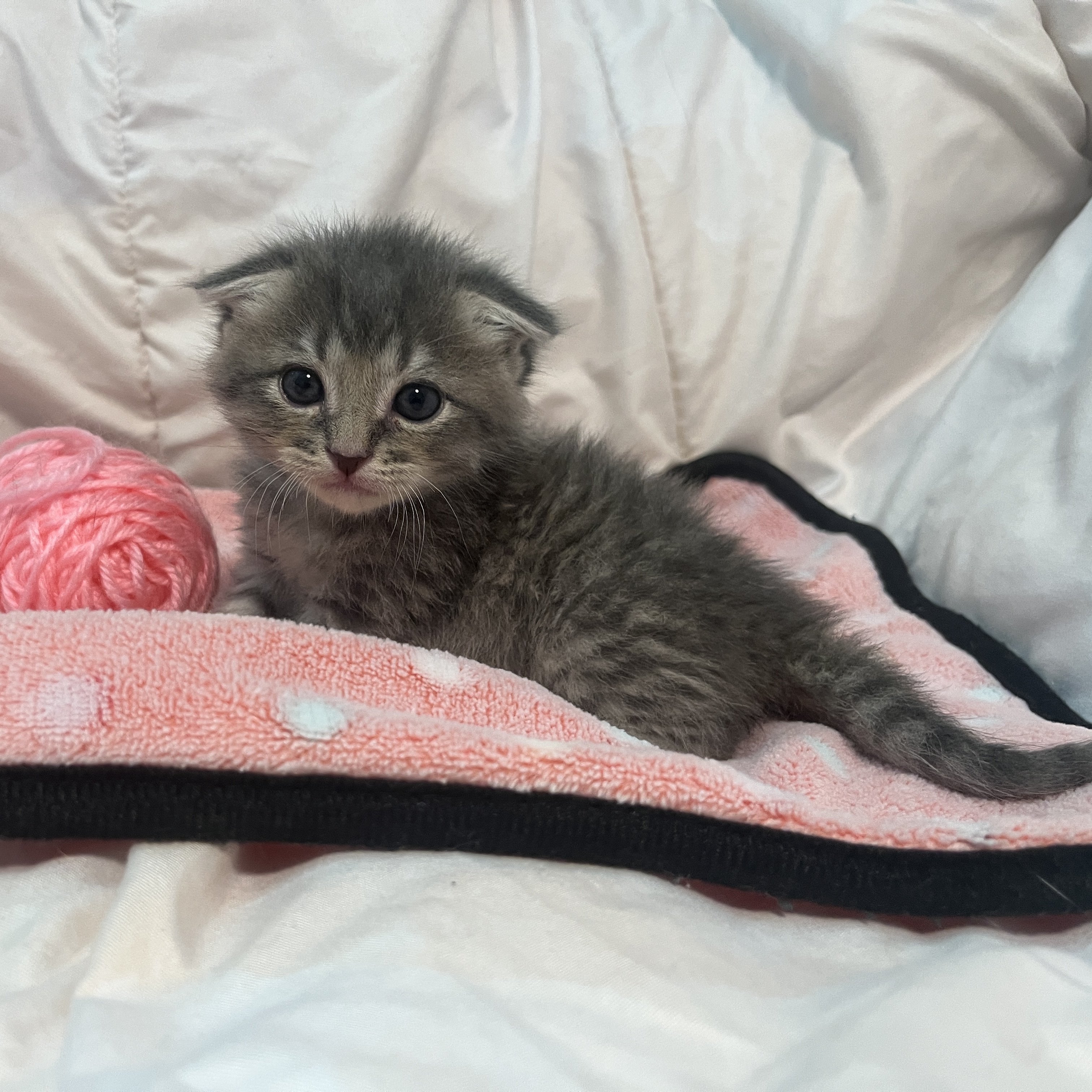 Picture of the Animal Listed