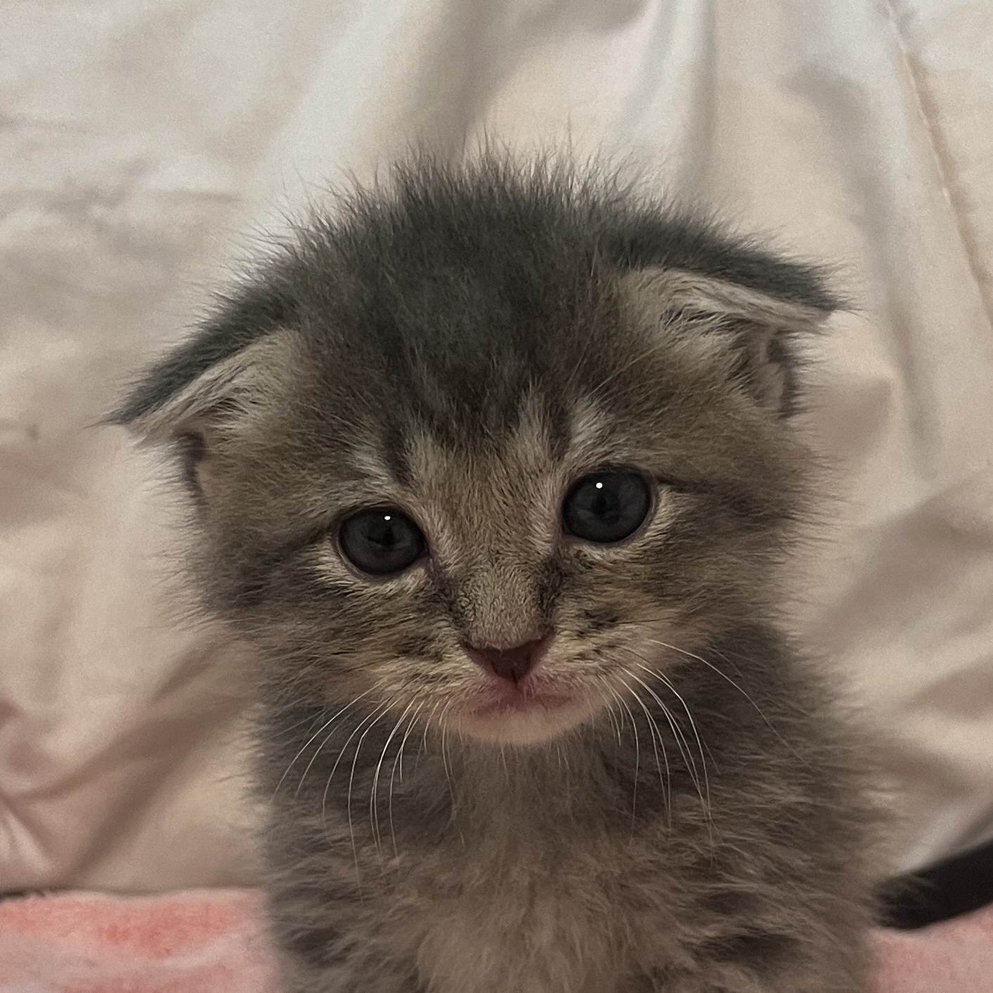 Picture of the Animal Listed