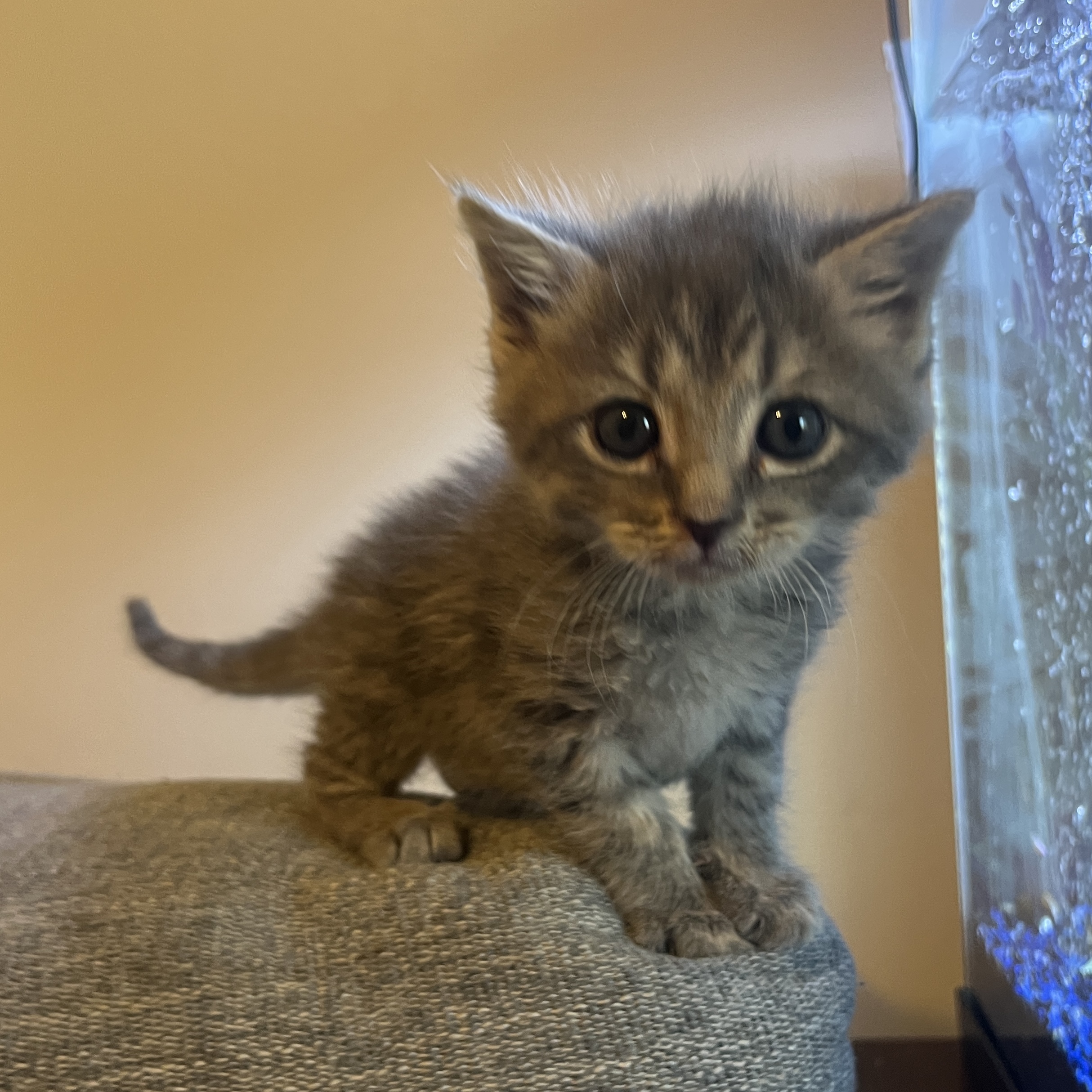 Picture of the Animal Listed