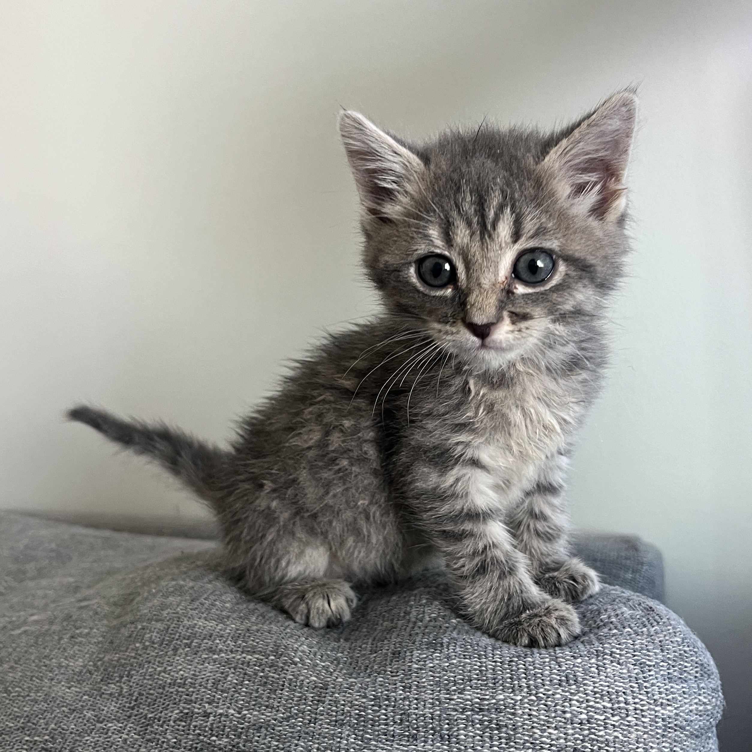 Picture of the Animal Listed