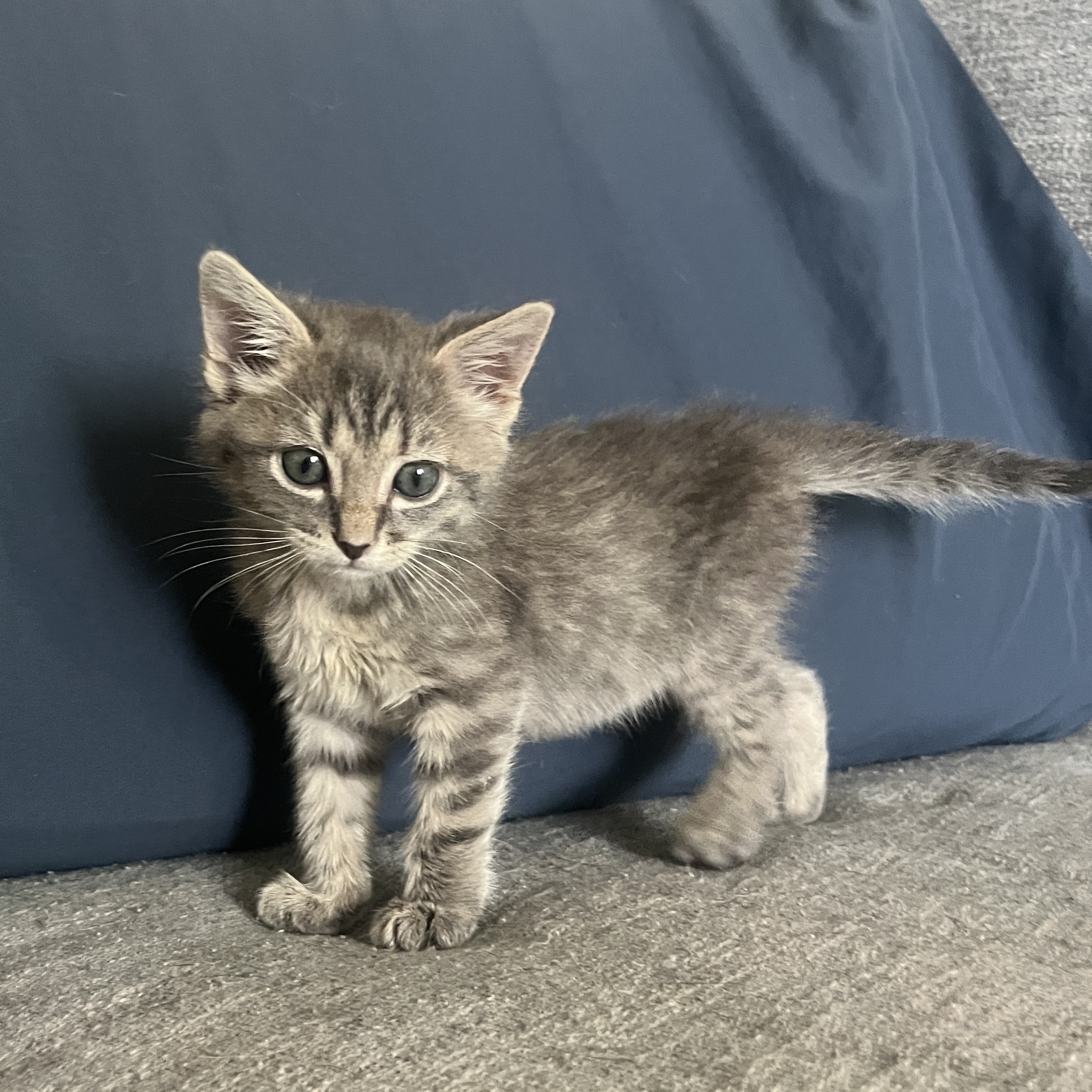 Picture of the Animal Listed
