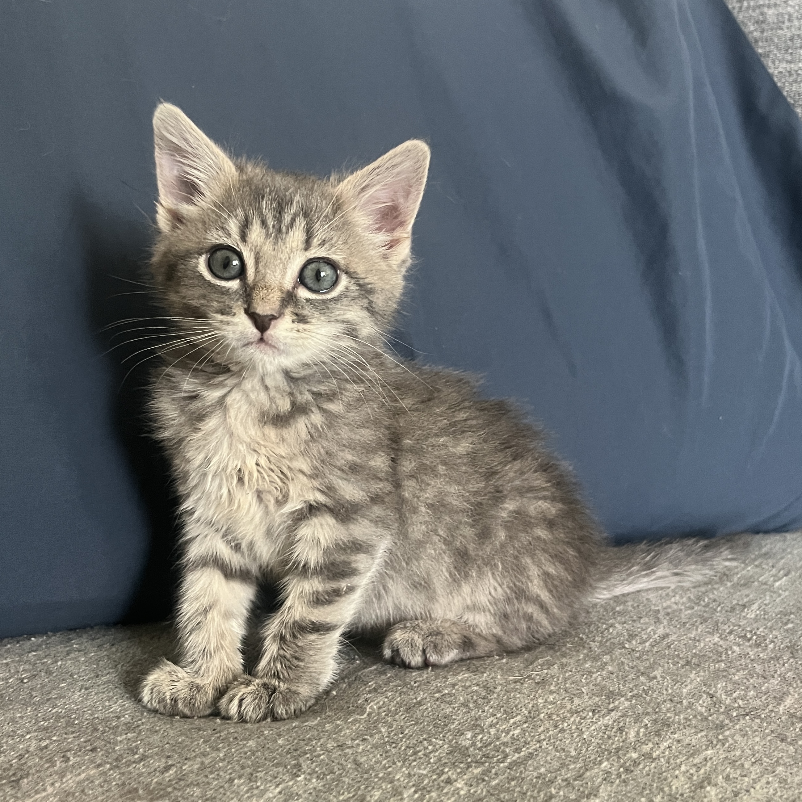 Picture of the Animal Listed