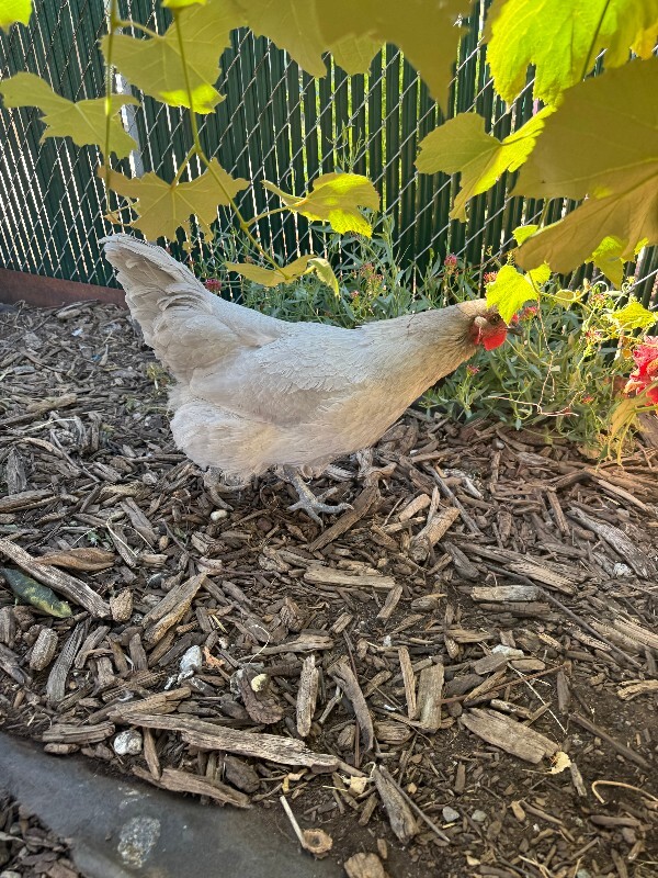 Picture of the Animal Listed