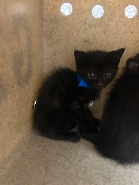 Picture of the Animal Listed