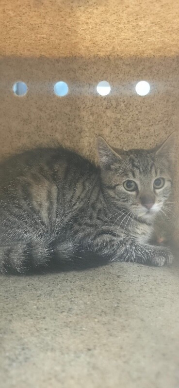 Picture of the Animal Listed
