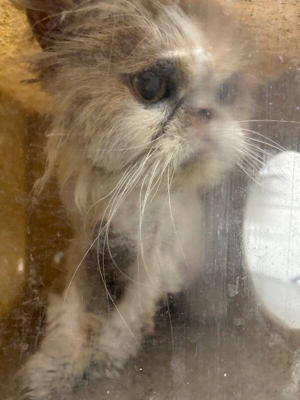 Picture of the Animal Listed