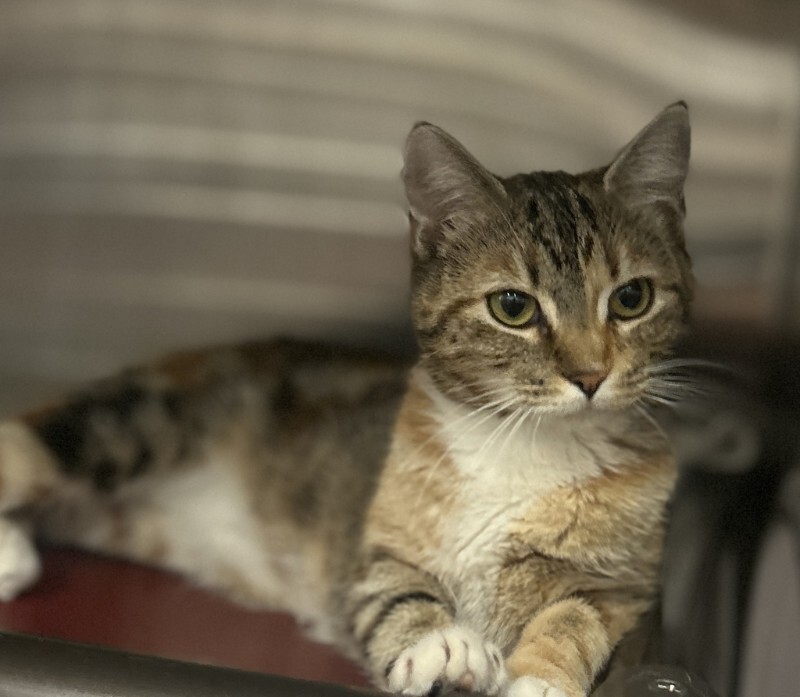 Picture of the Animal Listed