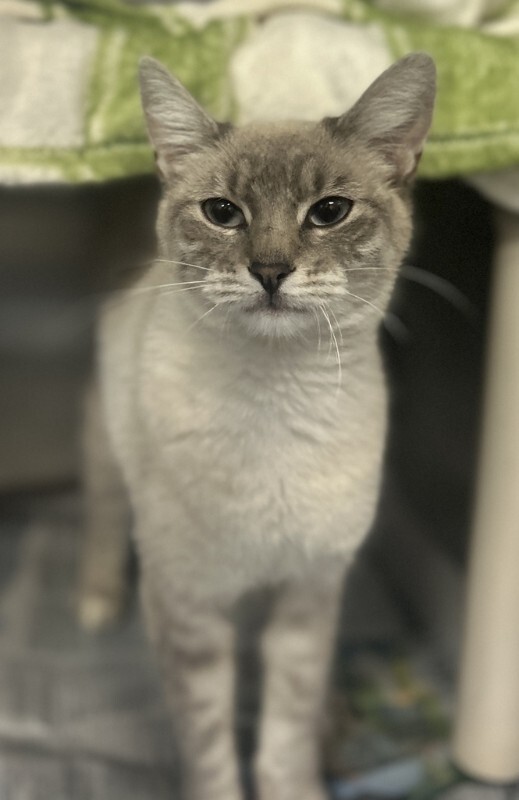 Picture of the Animal Listed