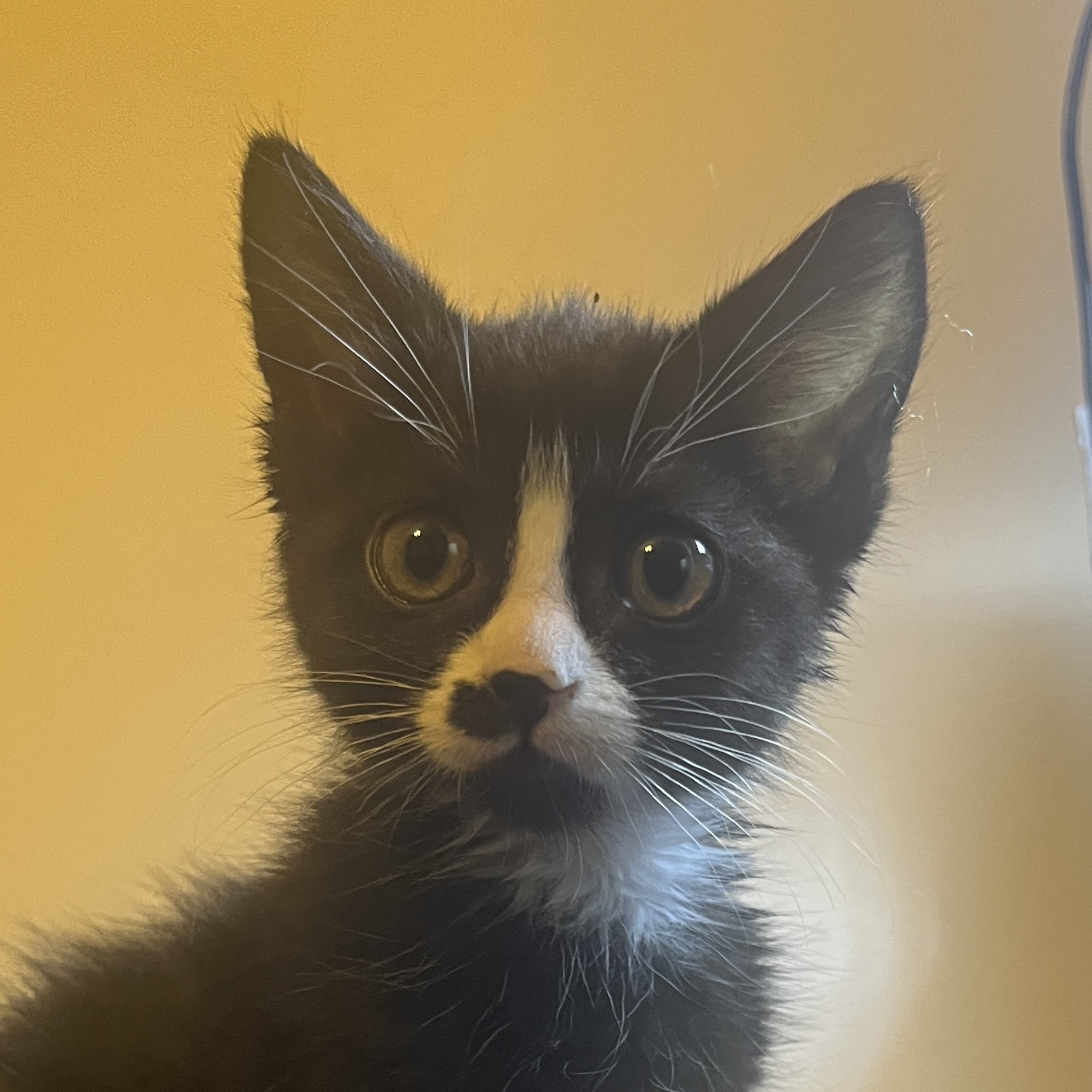 Picture of the Animal Listed