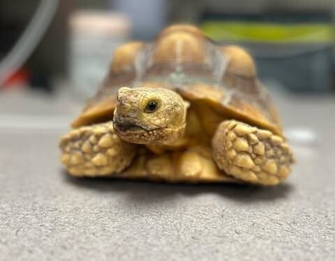 Picture of the Animal Listed