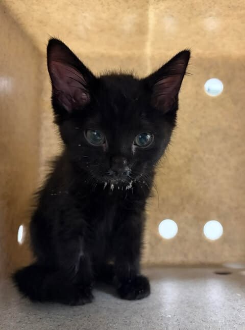 Picture of the Animal Listed