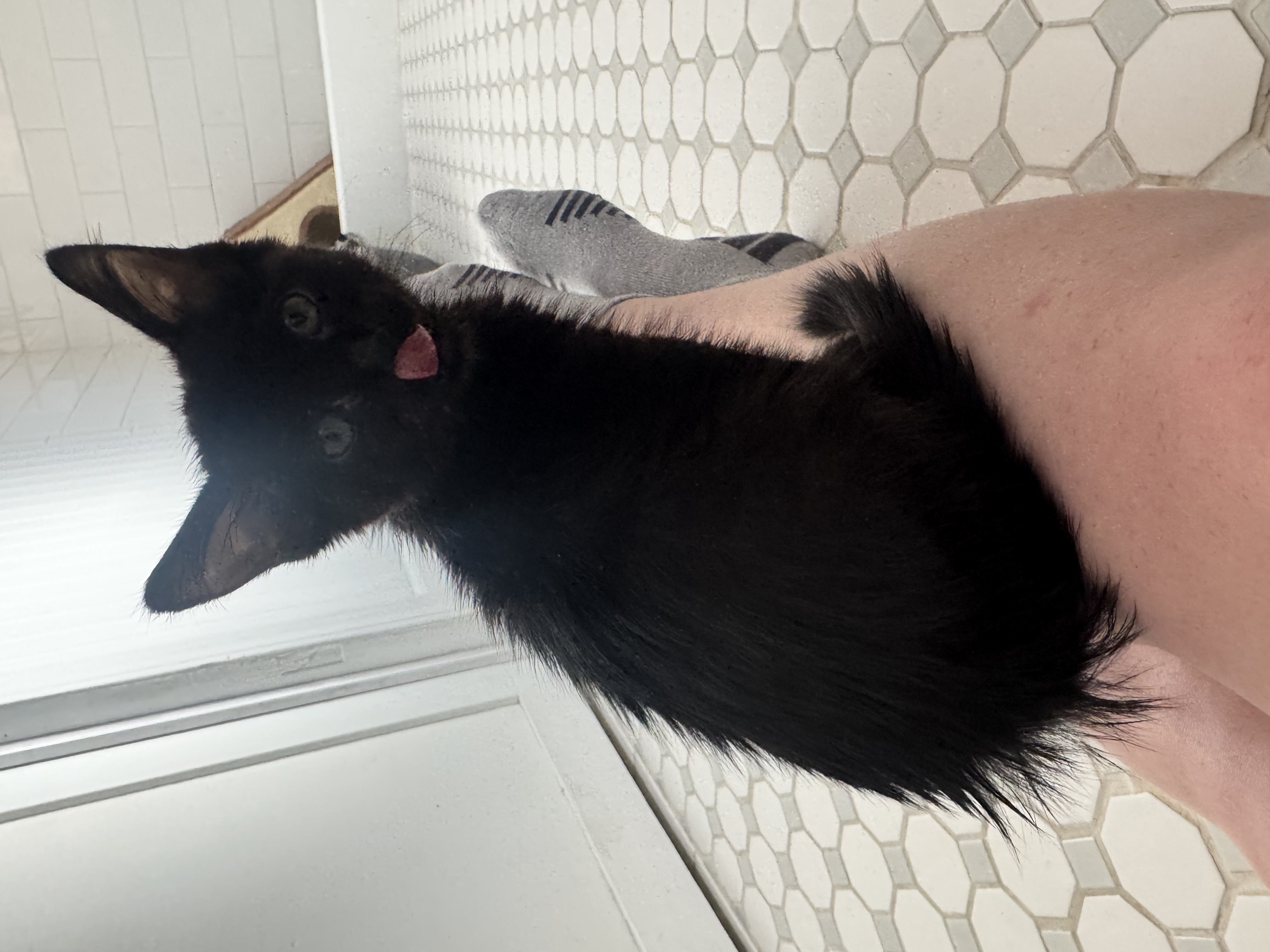 Picture of the Animal Listed